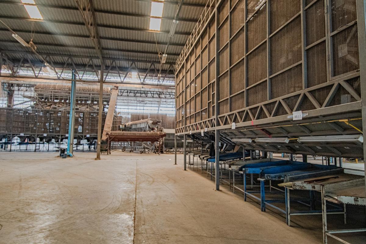 longan drying process